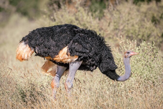 8 days Kenya highlights safari starting from Nairobi. - Who will enjoy this safari most?