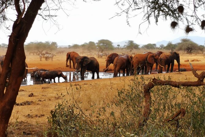 8 days Kenya highlights safari starting from Nairobi. - Should you book this eight-day Kenya safari?