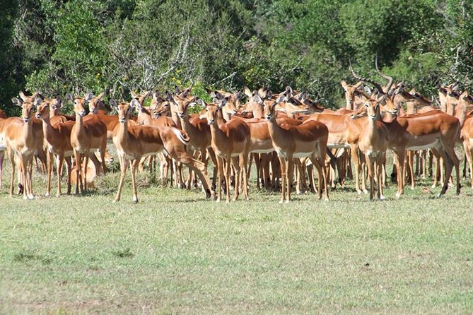 8 days Kenya highlights safari starting from Nairobi. - Tsavo West adds a change of pace