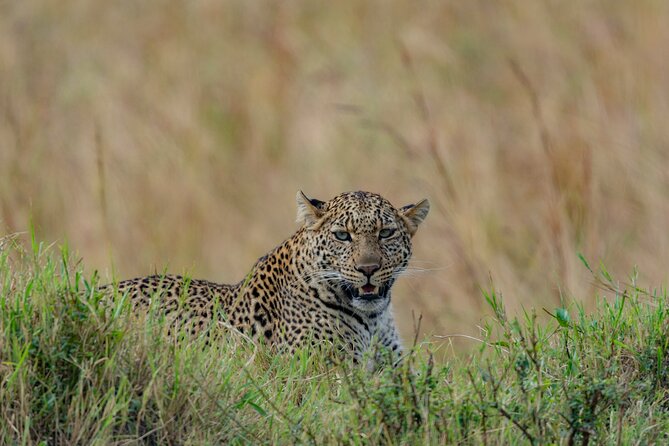 8 Days Kenya Safari Expedition - Why this route works so well