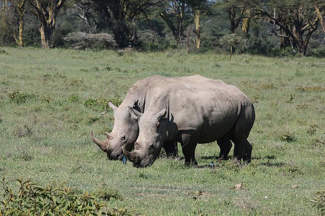 8 Days Kenya Safari Expedition - Days 2 and 3: The Maasai Mara at full strength
