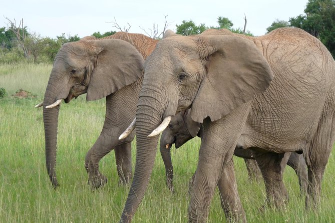 8 Days Safari to Amboseli, Great Rift Valley Lakes & Masai Mara - Day 3: Lake Naivasha and active Hell’s Gate
