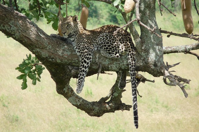 8 Days Safari to Amboseli, Great Rift Valley Lakes & Masai Mara - Day 4: Lake Bogoria and the northern Rift Valley