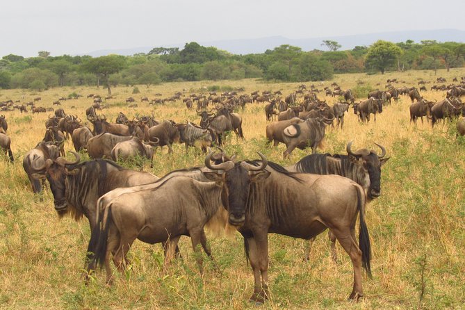 8 Days Safari to Amboseli, Great Rift Valley Lakes & Masai Mara - Day 5: Rhinos and birdlife at Lake Nakuru