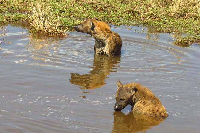 8 Days Safari to Amboseli, Great Rift Valley Lakes & Masai Mara - Day 6: First views of the Masai Mara