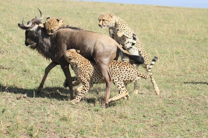 8 Days Safari to Amboseli, Great Rift Valley Lakes & Masai Mara - Day 7: A full Mara drive and the river area