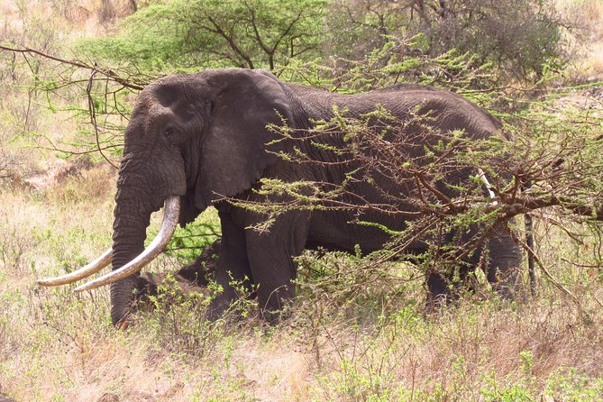 8 Days Safari to Amboseli, Great Rift Valley Lakes & Masai Mara - Day 1: Elephants and Kilimanjaro in Amboseli