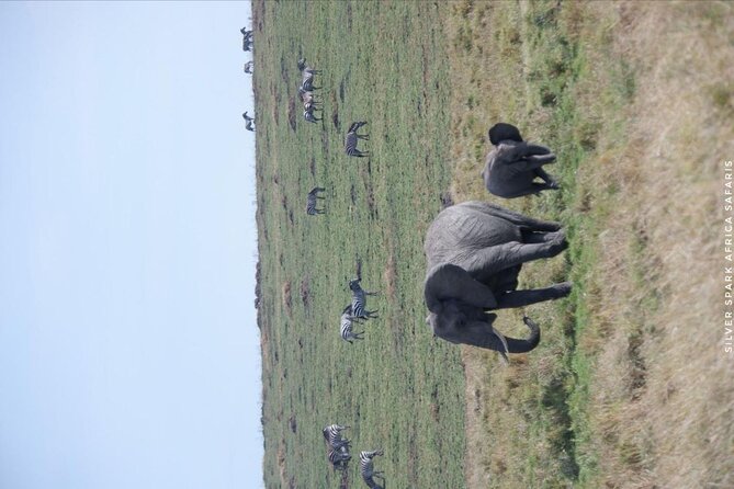 8 Days: Tsavo East National Park Amboseli, Nakuru, Maasai Mara Park - Maasai Mara: the grand finale