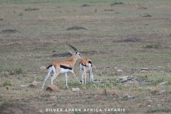8 Days: Tsavo East National Park Amboseli, Nakuru, Maasai Mara Park - The final ride back to Nairobi