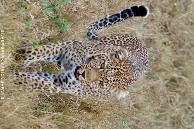 8 Days: Tsavo East National Park Amboseli, Nakuru, Maasai Mara Park - What $3,100 per person represents