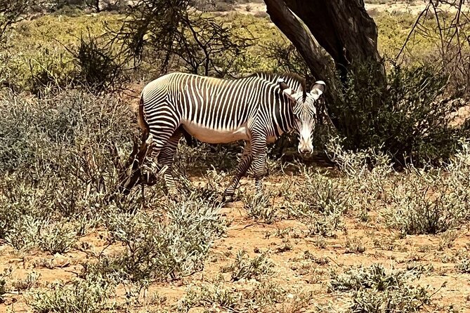 8 Days: Tsavo East National Park Amboseli, Nakuru, Maasai Mara Park - Guide support and the private format