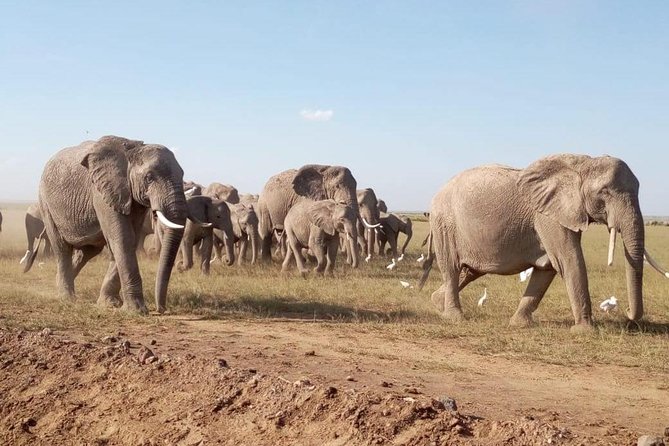 8 Days: Tsavo East National Park Amboseli, Nakuru, Maasai Mara Park - Amboseli: elephants under Mount Kilimanjaro