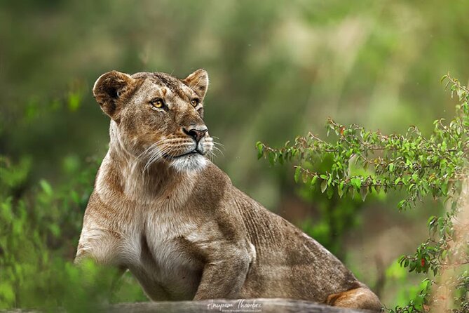 9 Day Private Luxury Spectacle Safari Majestic Kenya Wonderland - Why this route works for a first Kenya safari