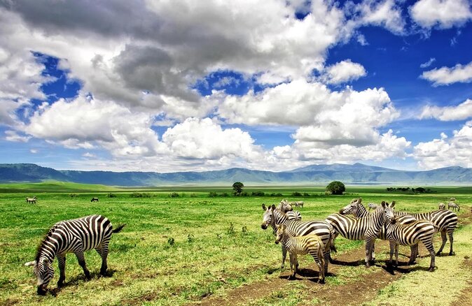 9 days, 8 nights budget Kenya and Tanzania safari - Key points to know before booking