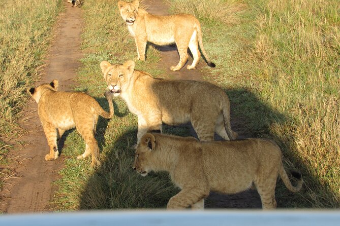 9 Days Amboseli-Ol Pejeta-Aberdare-Nakuru-Naivasha-Masai Mara - Day 5: Lake Nakuru’s compact wildlife stop