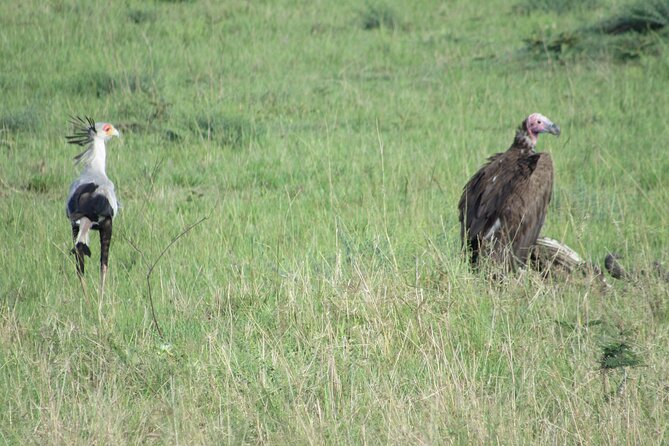9 Days Amboseli-Ol Pejeta-Aberdare-Nakuru-Naivasha-Masai Mara - Days 7 and 8: The Masai Mara finale