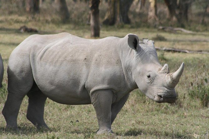 9-Days Best of Kenya Wildlife Private 4X4 Jeep Safari - Day 3: Lake Nakuru and the rhino sanctuary