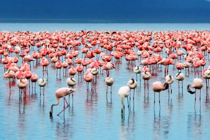 9-Days Best of Kenya Wildlife Private 4X4 Jeep Safari - Day 5: The long road to Amboseli