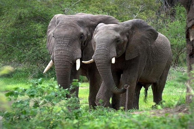 9-Days Best of Kenya Wildlife Private 4X4 Jeep Safari - Day 6: Full-day wildlife viewing in Amboseli