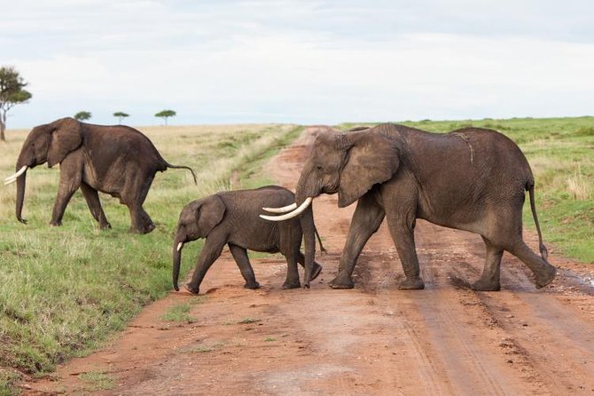 9-Days Best of Kenya Wildlife Private 4X4 Jeep Safari - Day 2: A full day in Maasai Mara