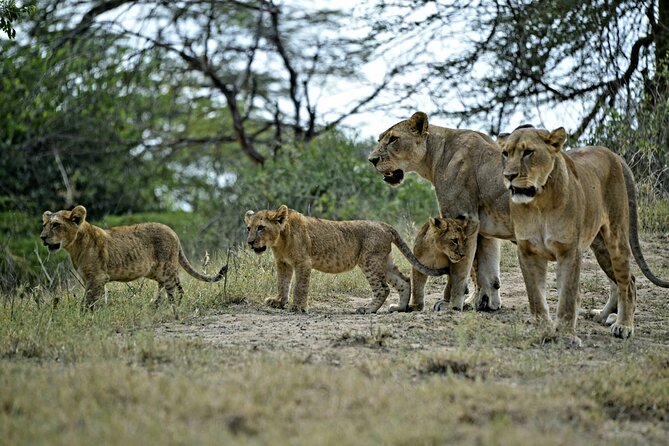 9- Days Classic Kenya Family Safari - Day 3: Rhinos and flamingos at Lake Nakuru