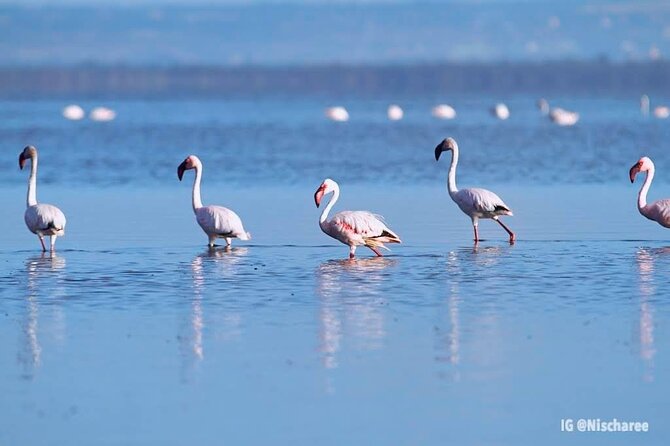 9- Days Classic Kenya Family Safari - Day 2: A full day among Mara wildlife