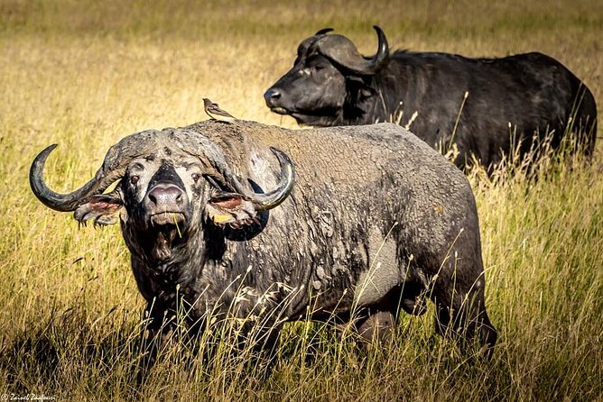 9 Days Kenya and Tanzania Wildlife Experience - Day one in Nairobi: a simple arrival night