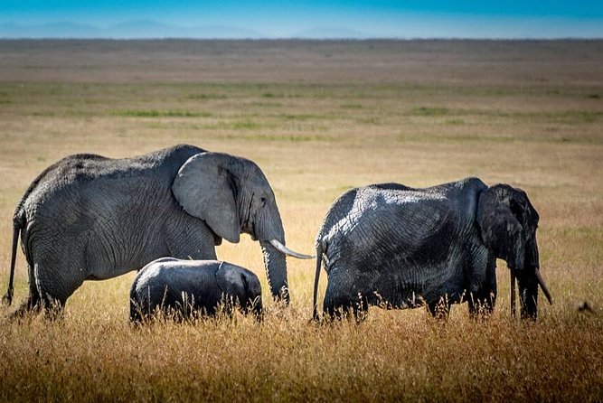 9 Days Kenya and Tanzania Wildlife Experience - Day six: from Serengeti to the Ngorongoro Conservation Area