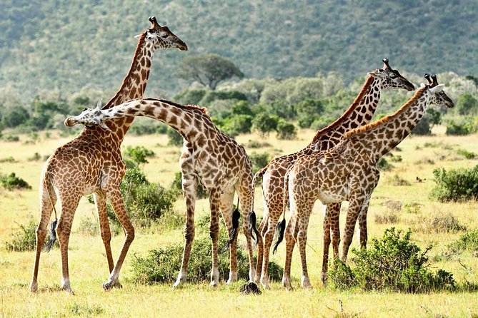 9 Days Kenya Classic Lodge Safari - Day 3: Leaving the Mara for Lake Nakuru