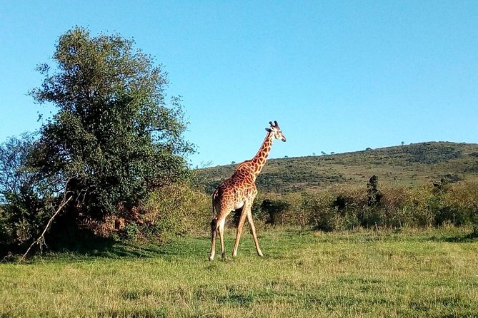 9 Days Kenya Classic Lodge Safari - Day 4: Lake Nakuru, Lake Naivasha, and Hell’s Gate