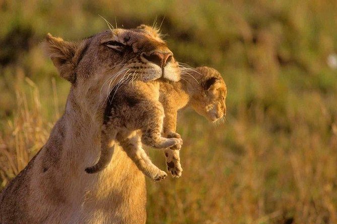 9 Days Kenya Classic Lodge Safari - Days 5 and 6: Amboseli beneath Mount Kilimanjaro