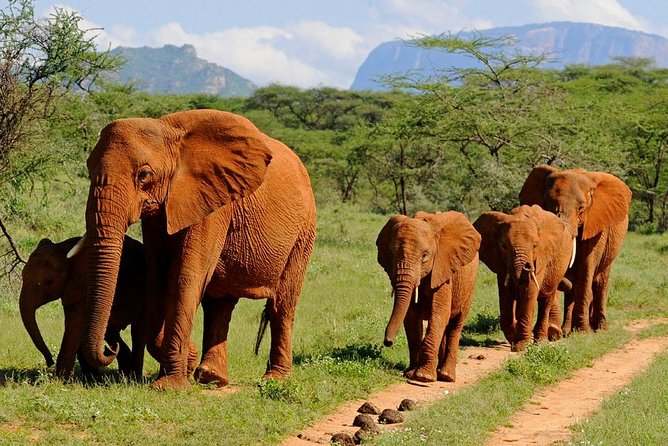 9 Days Kenya Classic Lodge Safari - Days 1 and 2: Two different looks at the Maasai Mara