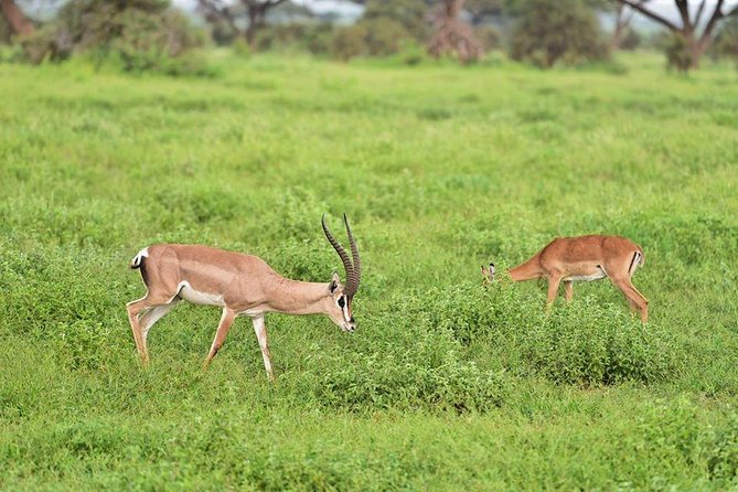 9 Days Samburu- Nakuru- Mara-Naivasha- Amboseli Wild Safari - Day 1: Nairobi to Samburu by way of the Equator
