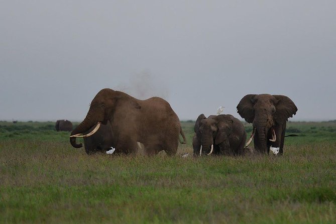 9 Days Samburu- Nakuru- Mara-Naivasha- Amboseli Wild Safari - Day 5: A full day in the Mara and the Big Five