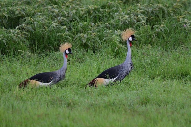 9 Days Samburu- Nakuru- Mara-Naivasha- Amboseli Wild Safari - Day 7: Walking or cycling at Hell’s Gate, then Amboseli