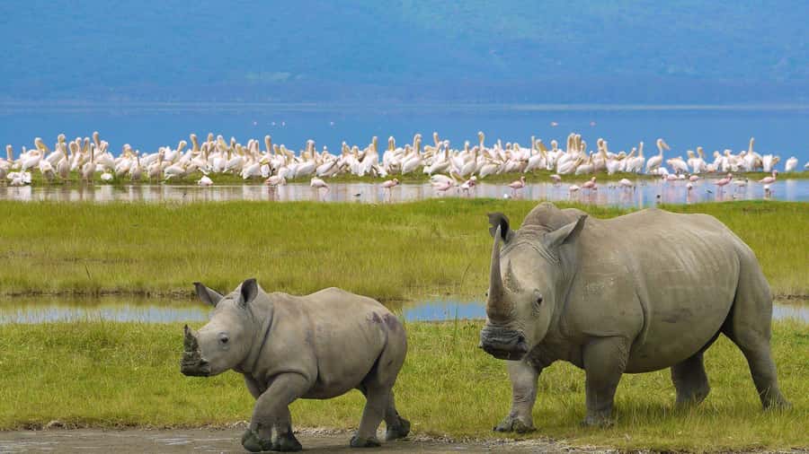 A day tour; Lake Nakuru national park& L. Naivasha Boat ride - One long day from Nairobi to two lakes