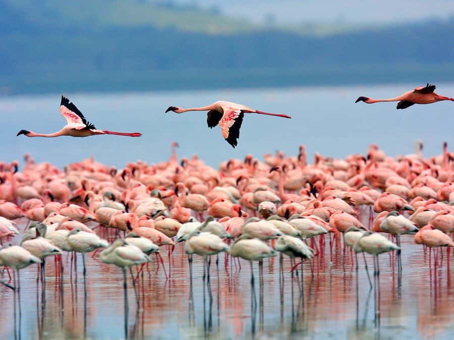 A day tour; Lake Nakuru national park& L. Naivasha Boat ride - Entering Lake Nakuru National Park