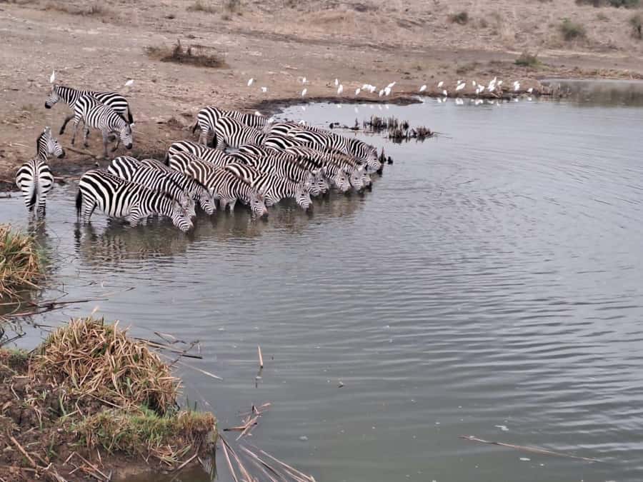 A day tour; Lake Nakuru national park& L. Naivasha Boat ride - Understanding the real cost