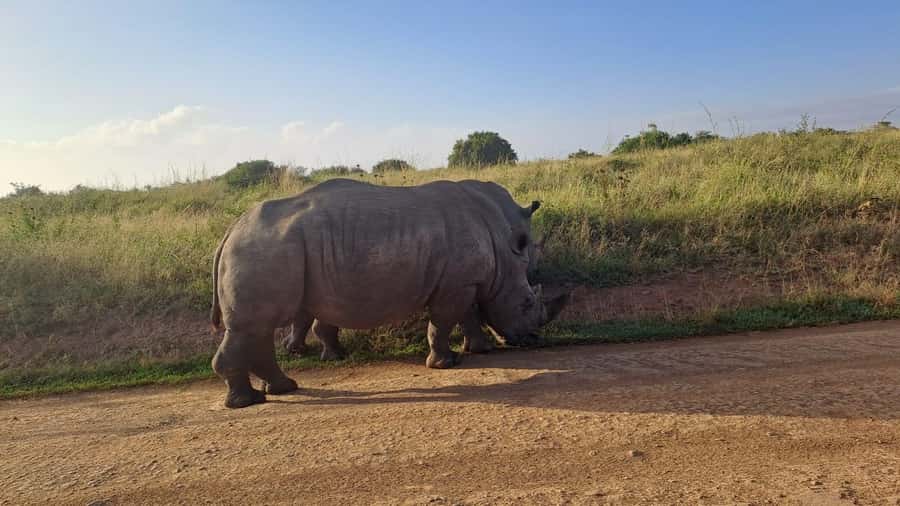 A day tour; Lake Nakuru national park& L. Naivasha Boat ride - Timing, comfort, and the return to Nairobi