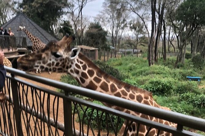 A Day Tour to Giraffe Center in Nairobi Kenya - Meeting Nairobi’s Rothschild giraffes