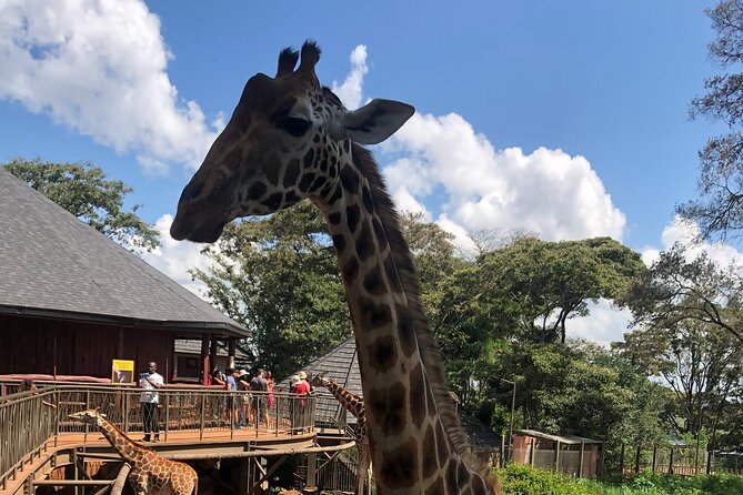 A Day Tour to Giraffe Center in Nairobi Kenya - Feeding time and the conservation story