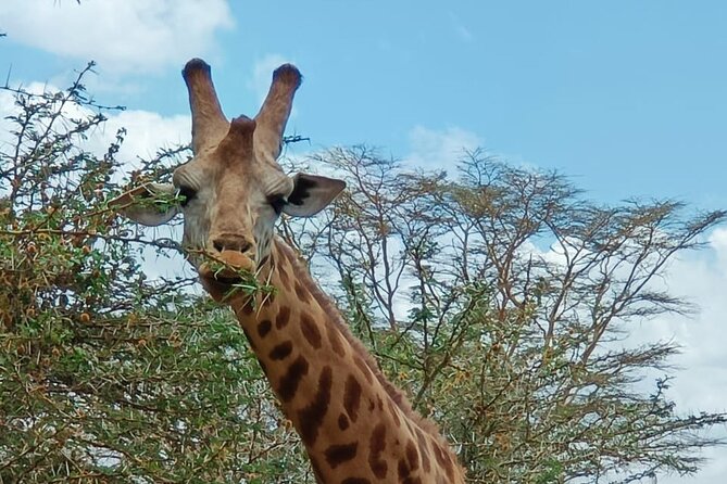 A Day Tour to Giraffe Center in Nairobi Kenya - Optional coffee and souvenirs afterward