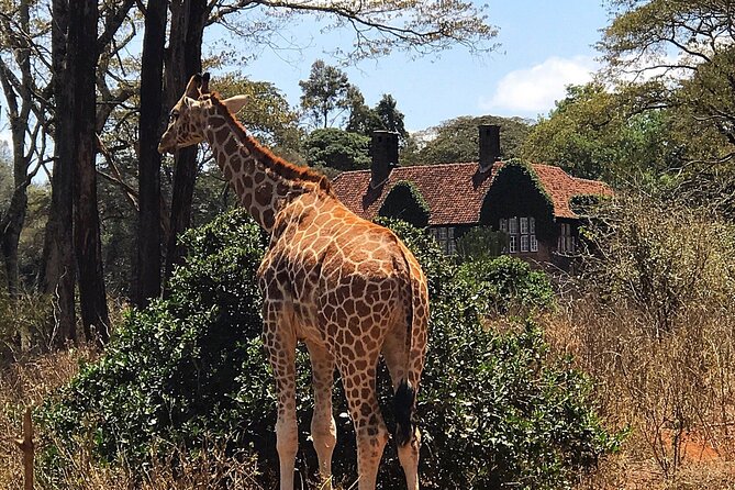 A Day Tour to Giraffe Center in Nairobi Kenya - One hour at the center, not a full safari