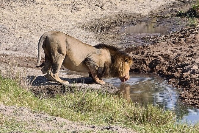 A thrilling Kenya 4 Days Adventure: Masai Mara &Lake Nakuru - Day 4: Flamingos, rhinos, and the return to Nairobi