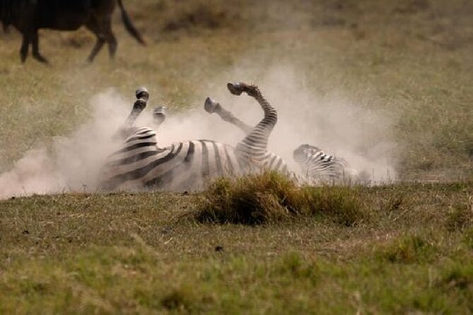 A thrilling Kenya 4 Days Adventure: Masai Mara &Lake Nakuru - Guides, vehicle time, and the small-group setup