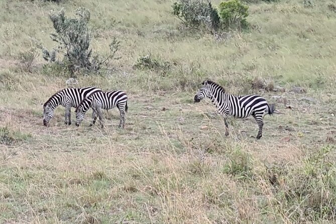 A thrilling Kenya 4 Days Adventure: Masai Mara &Lake Nakuru - The best time to choose this itinerary