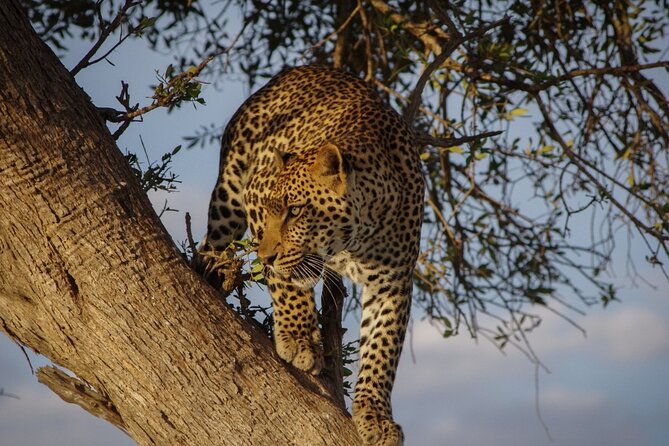 A thrilling Kenya 4 Days Adventure: Masai Mara &Lake Nakuru - Day 2: Sunrise predators and a second Mara game drive