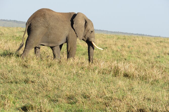 Adventure-fueled 3 Days Maasai Mara Safari - Why three days gives you a fair shot at the Maasai Mara