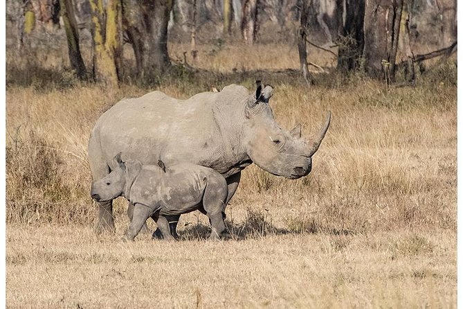 African Wildlife & Nature - 5 Kenya national parks - 6 day Jeep Safari - Why this six-day route works
