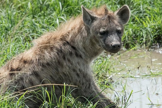African Wildlife & Nature - 5 Kenya national parks - 6 day Jeep Safari - What the $3,660 price really covers